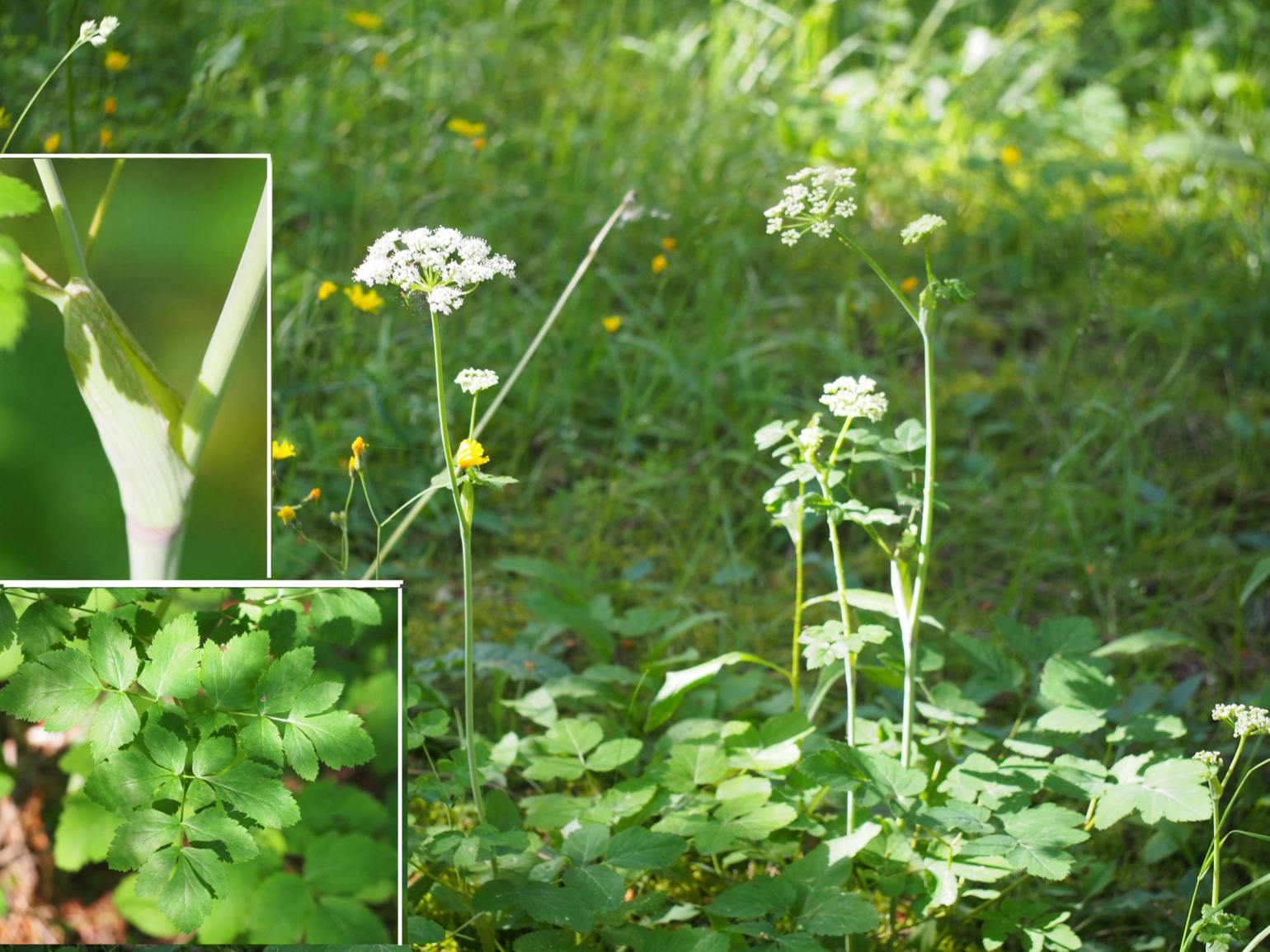 Burnet Saxifrage, Greater